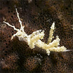 Eubranchus sp. AB